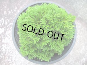 画像3: 玉獅子　（4.5号プラ）