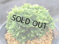 鳳明殿　（4.5号プラ）