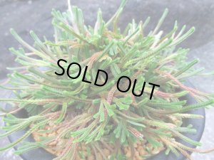 画像2: 紫炎龍　（5号プラ）