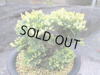 泉乃華　（5号プラ）