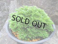 玉獅子　（4.5号プラ）