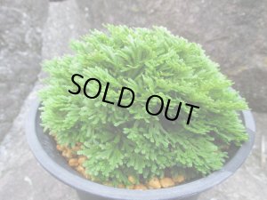 画像1: 玉獅子　（4.5号プラ）