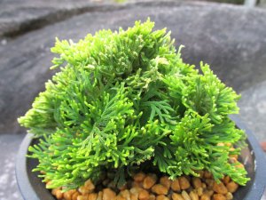 画像1: 陽明殿　（4.5号プラ）