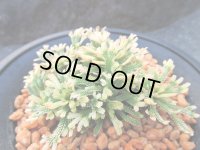 富士乃華　（4号プラ）