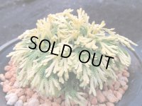 豊色錦　（4.5号プラ）