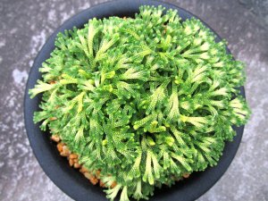 画像3: 白古金　（5号プラ）