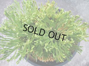 画像3: 墨流　（4.5号プラ）