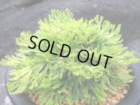 金鷲　（5号プラ）