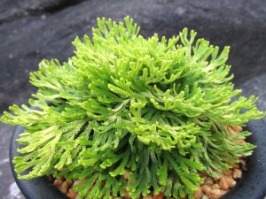 画像1: 金鷲　（5号プラ）