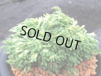 白古金　（5号プラ）