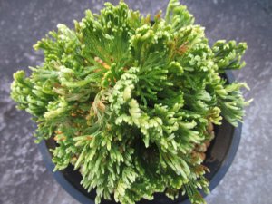 画像3: 峰乃光　（4.5号プラ）