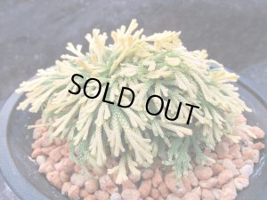 画像2: 豊色錦　（4.5号プラ）