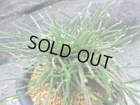 青龍　（5号プラ）