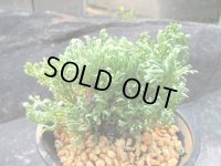 駿河獅子　（4.5号プラ）