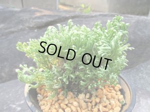 画像1: 駿河獅子　（4.5号プラ）