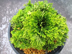 画像3: 陽明殿　（4.5号プラ）