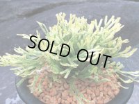 鶴之舞　（5号プラ）