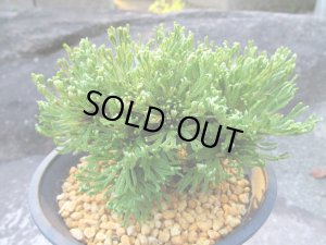 画像1: 墨流　（4.5号プラ）