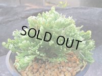 峰乃光　（4.5号プラ）