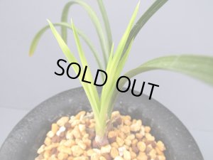 画像3: 日本春蘭【幽月】