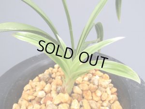 画像4: 日本春蘭【葉変わり散斑 】