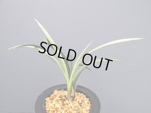 画像1: 日本春蘭【土佐錦】