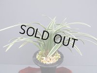 日本春蘭【帝冠】