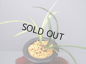 画像4: 日本春蘭【土佐錦】