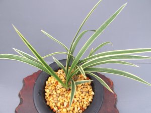 画像2: 日本春蘭【大和錦】