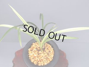 画像2: 日本春蘭【土佐錦】