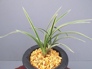 画像1: 日本春蘭【大和錦】