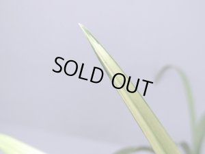 画像3: 日本春蘭【土佐錦】