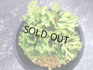 画像4: 白牡丹　（4号プラ）