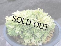 三恵ノ華　（4号プラ）