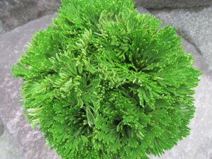 画像3: 凱扇　（6号プラ）