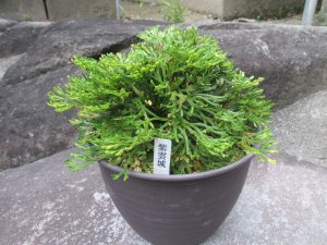 画像4: 紫雲城　（6号プラ）