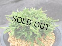 伯宝龍　（4号プラ）