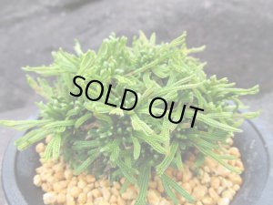 画像1: 伯宝龍　（4号プラ）