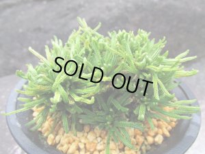 画像2: 伯宝龍　（4号プラ）