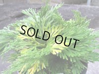 石岡錦　（5号プラ）