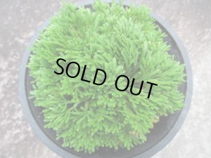 画像3: 玉獅子　（4.5号プラ）