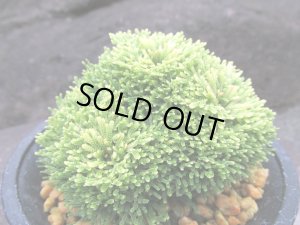 画像1: 金晃殿　（4号プラ）