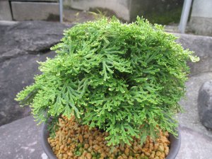 画像2: 金龍角　（6号プラ）