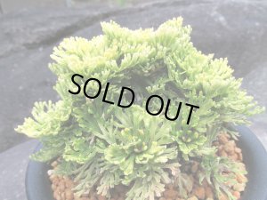 画像2: 華牡丹　（5号プラ）