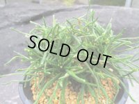 龍尾ノ斑　（4.5号プラ）