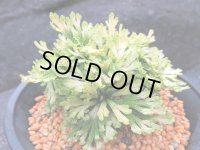 金華山　（4.5号プラ）