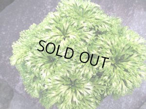 画像3: 玉貴扇 　（5号プラ）