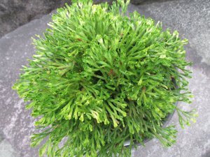 画像3: 紫雲城　（6号プラ）