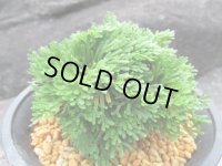 玉獅子　（4.5号プラ）