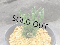 イワヒバ珍稀種【剣山】（3号プラ鉢）